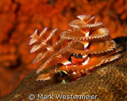 Candy Cane - Image taken in bonaire with a Nikon D100, 10... by Mark Westermeier 